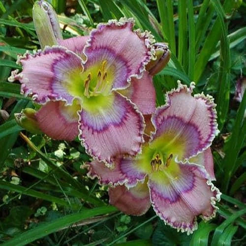Daylily Live Plant - Tides Roll In - Vibrant Yellow-Orange Blooms - Hemerocallis - Perennial Garden Flower, Drought-Tolerant