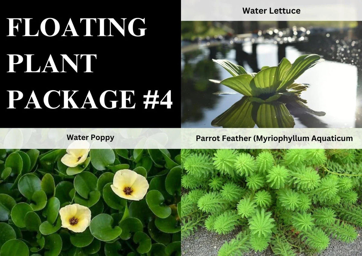 Aquatic Plants Pack - 3 Easy Live Poppy Parrot Feather Lettuce - Freshwater Pond Plants (Lactuca spp.)