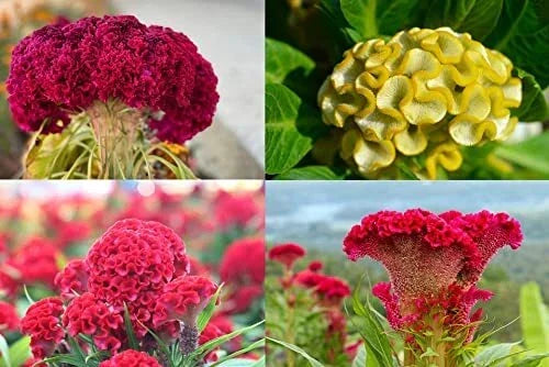Cockscomb Seeds, Mixed Colors, Celosia Argentea, Vibrant Flower Seeds for Garden, USA Made, Annual Blooms