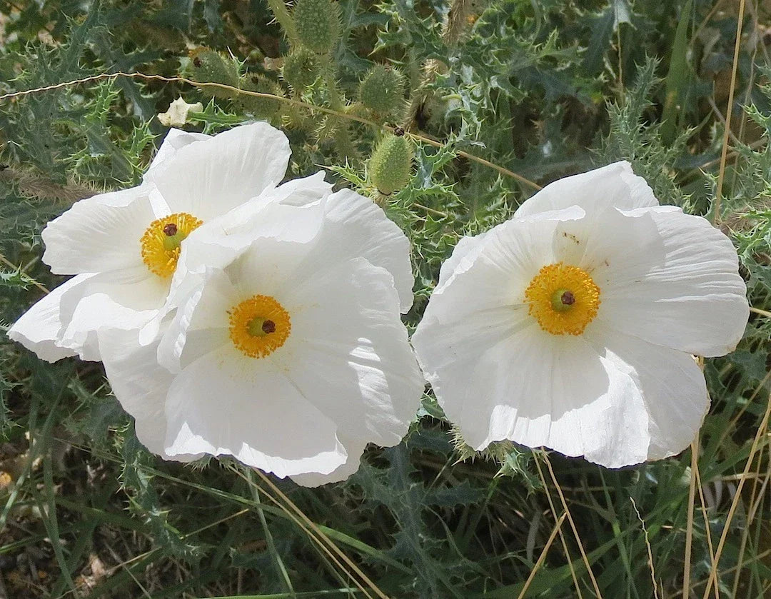 70 Seeds Poppy Prickly Carolina Desert, Vibrant Yellow & Orange Blooms, Papaver aculeatum, Easy to Grow Wildflower Seeds