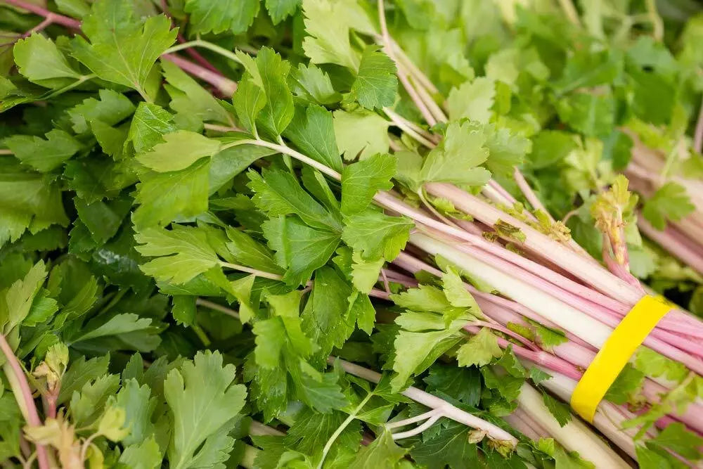 50 Heirloom Pink Celery Seeds, Non-GMO Chinese Variety, Organic Apium graveolens for Gardening
