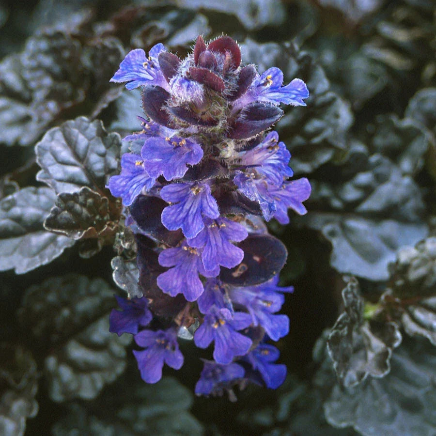 Ajuga reptans 'Bugleweed' Ground Cover - 10 Rooted Cuttings for Lush Green Gardens - Fast-Growing, Drought-Resistant Perennial