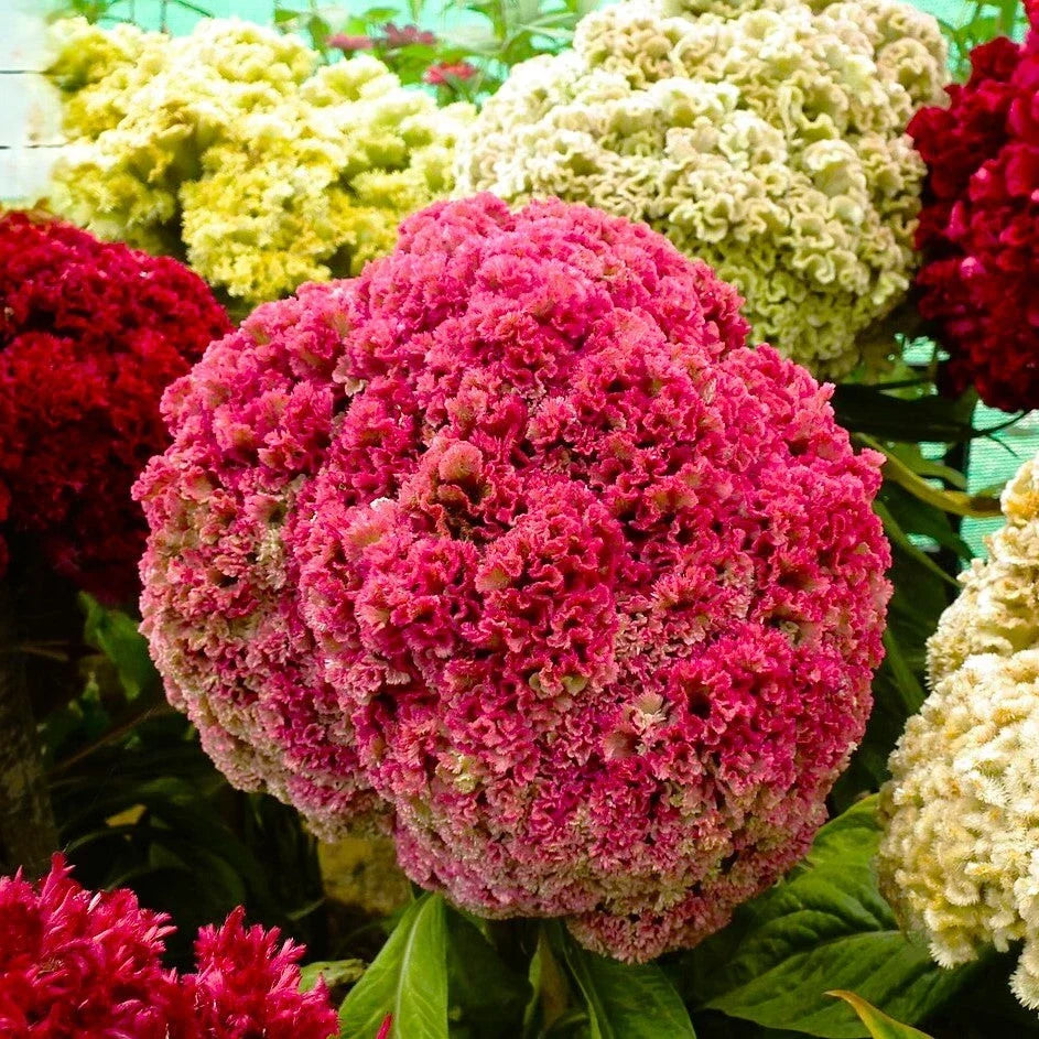 Cockscomb Seeds Pack of 50 - Tall Mix Crested Variety in Red, Pink, Yellow - Celosia cristata for 2025 Planting