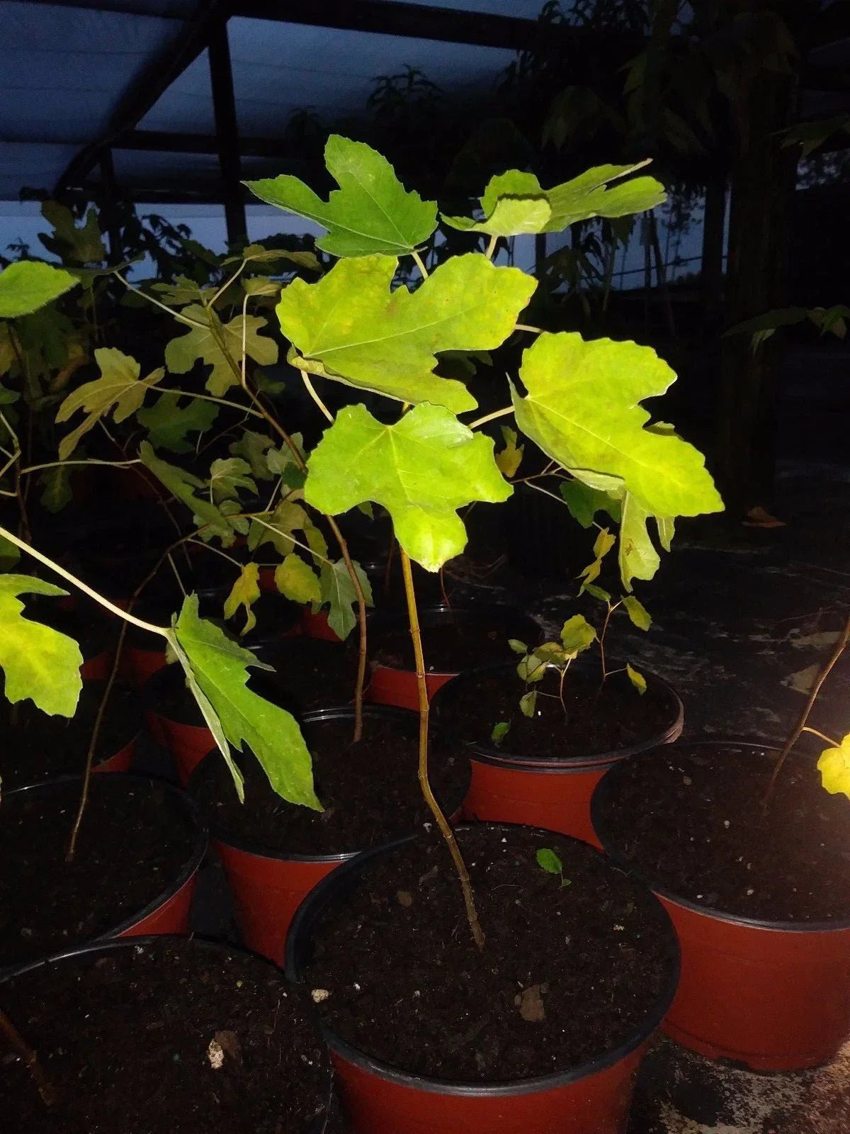 Ficus Brown Turkey Fig Tree Plant 3-8 Inches Edible Cold Hardy Ficus carica Starter Plant for Home Garden