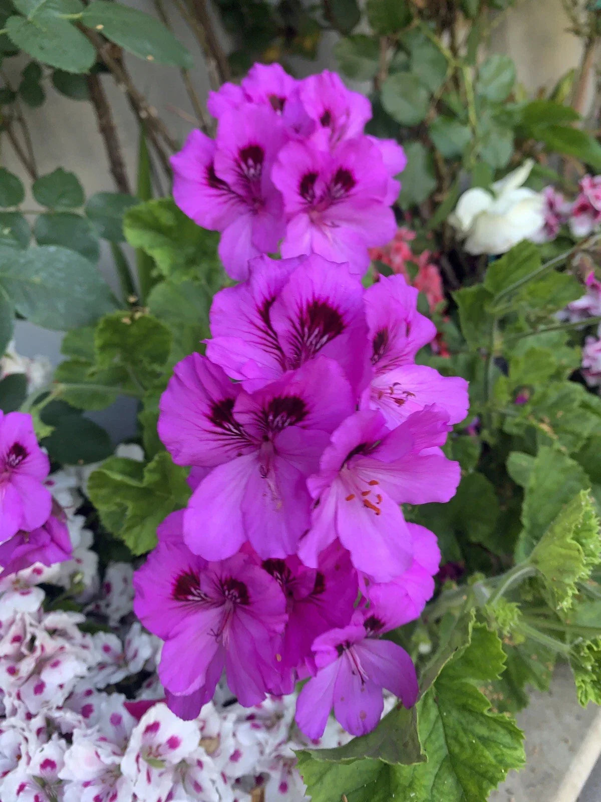 Live Lavender Geranium Plant in 3” Pot - Pelargonium, Compact Flowering Houseplant for Indoor/Outdoor Gardens
