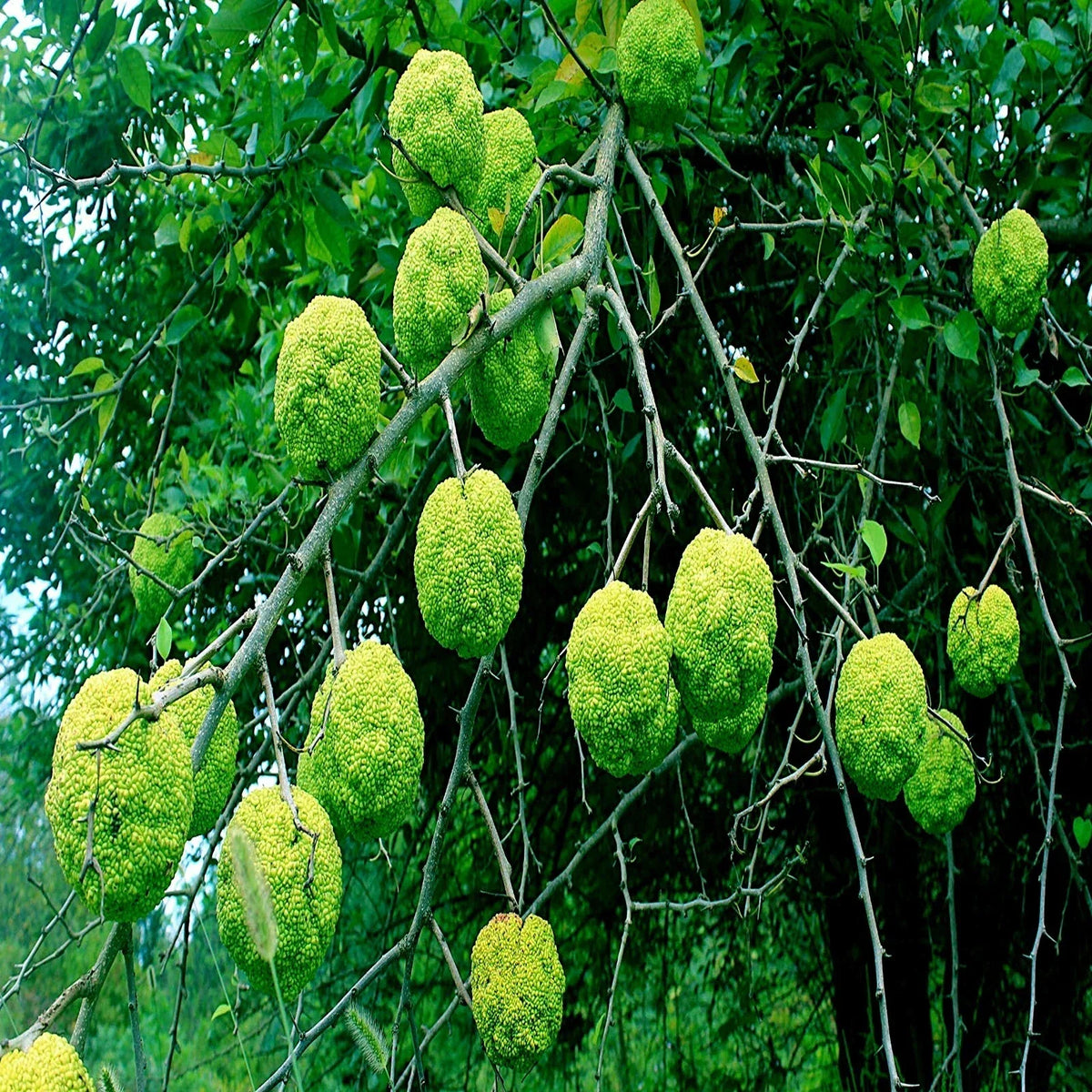 Osage Orange Tree Seeds - 20 Pack - Maclura Pomifera - Hardy Hedge Apple - Fast-Growing Ornamental Fruit Seeds