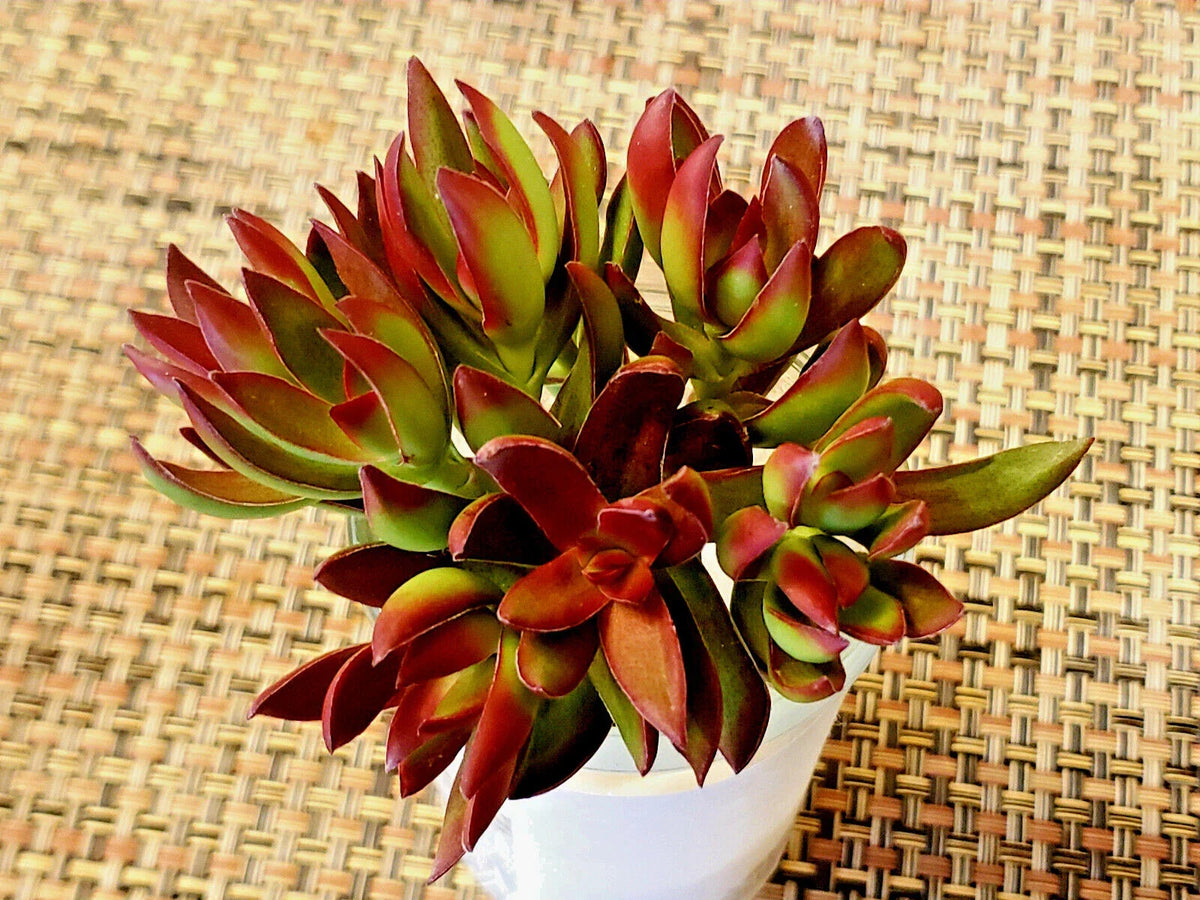 Crassula Nudicaulus 'Burgundy' Platiphylla - 2" Unrooted Cuttings - Succulent Plant for Propagation and Indoor Gardening