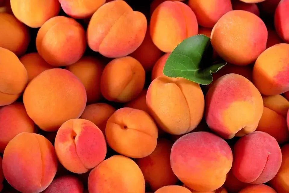 Apricot Tree Seeds 7-Pack - Fast Growing, Self-Pollinating, Fragrant Pink Blooms, Prunus armeniaca, Hardy Zones 3-7