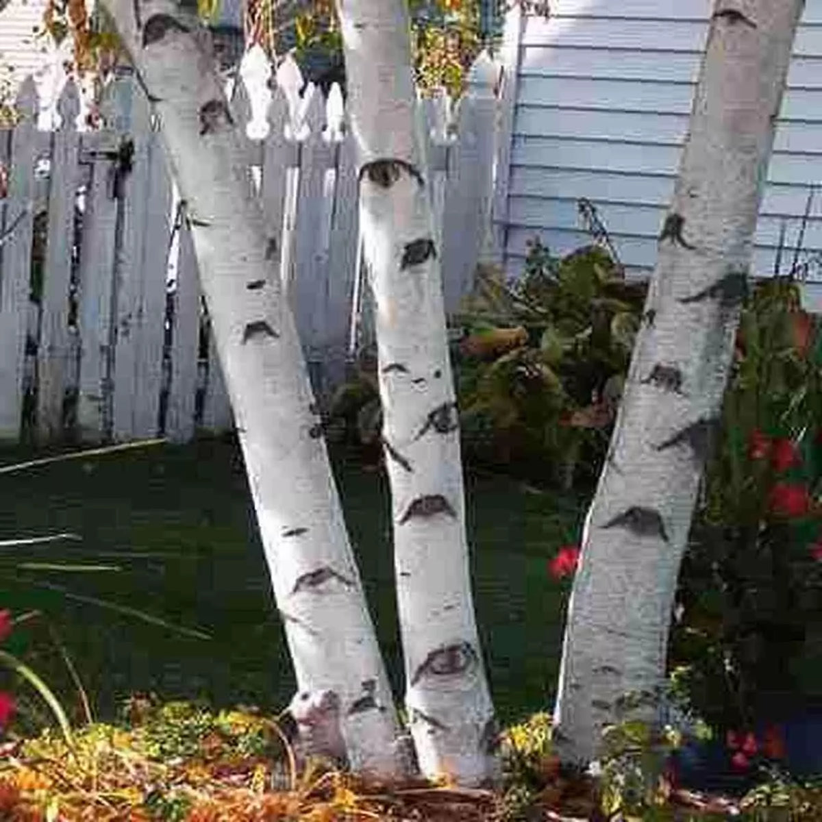 White Paper Birch Tree Seeds | 100+ Seeds | Betula papyrifera | Ideal for Bonsai Planting and Garden Landscaping