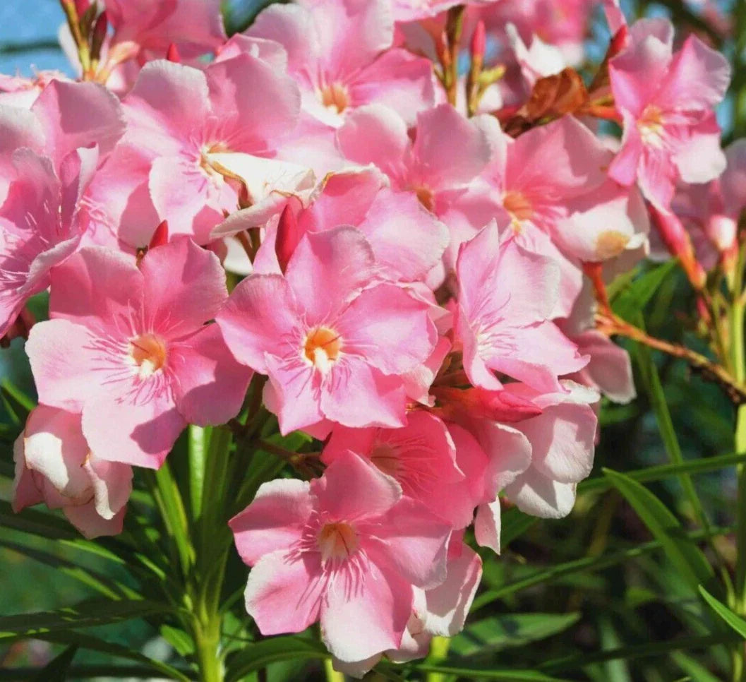 Oleander Live Cuttings 6" Pink Shrub 7 Pack Nerium Oleander Drought-Tolerant Broadleaf Evergreen Climbing Plant