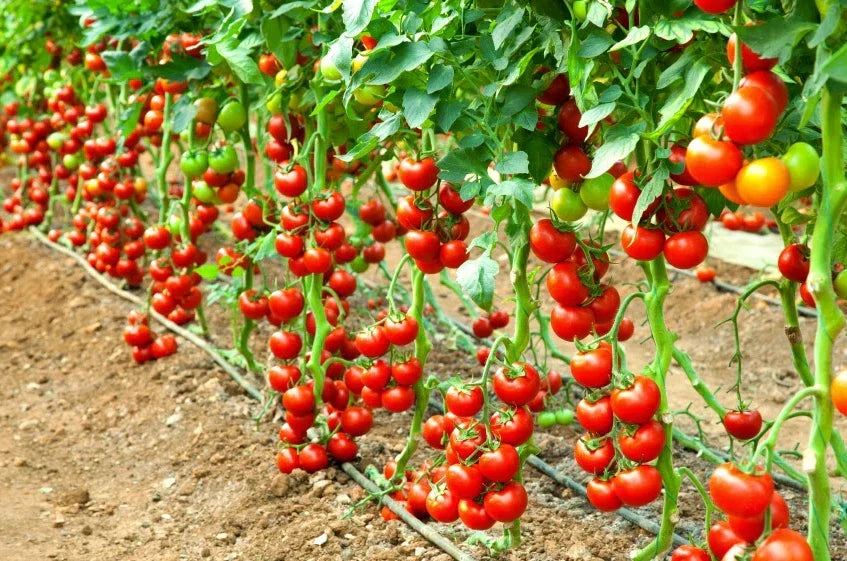 Early Cascade Tomato Seeds - 120+ Heirloom Organic NON-GMO - Solanum lycopersicum - Perfect for Home Gardening