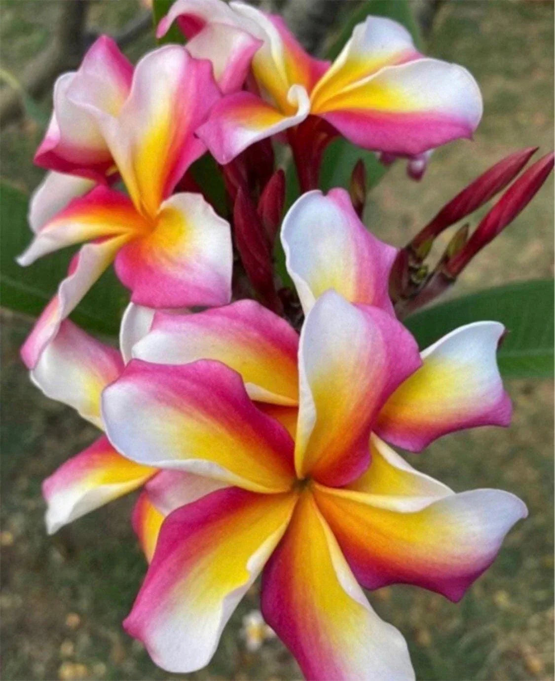 Rooted Plumeria Cutting 16" Candy Stripe Variety (Plumeria rubra) - Healthy Plant with 2 Tips for Tropical Garden Decor