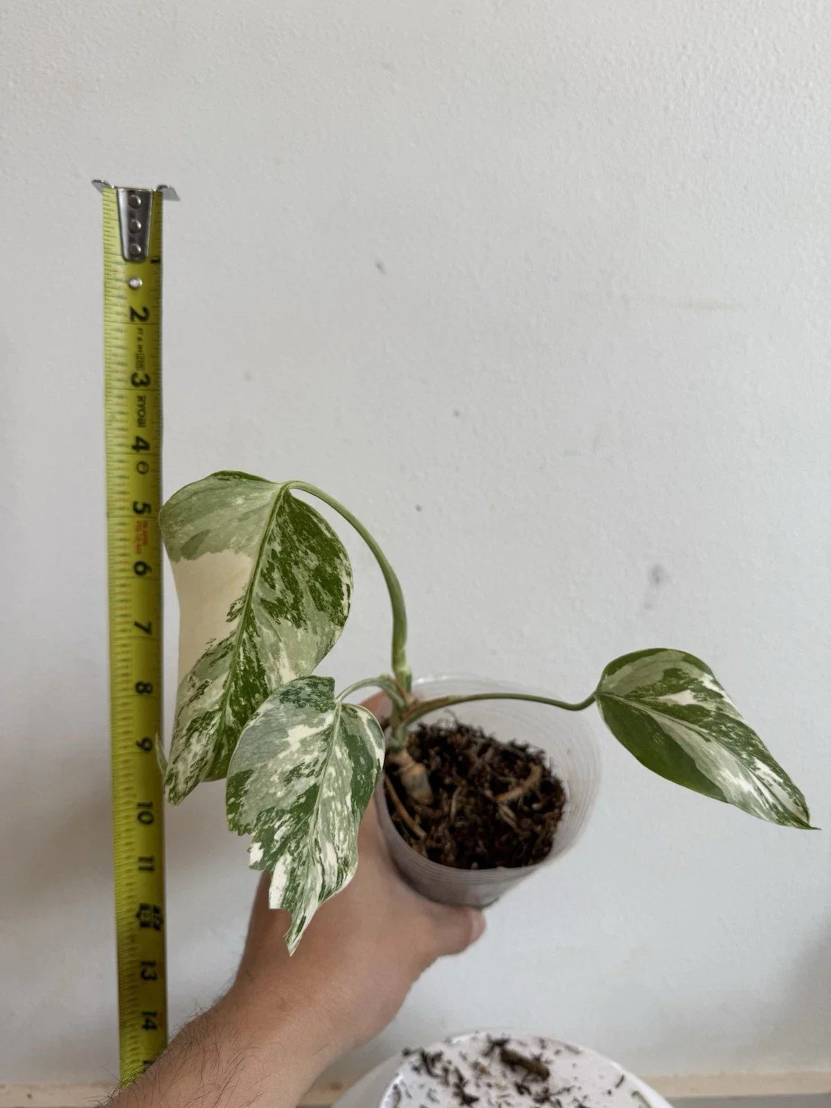 Rooted Variegated Monstera Albo Plant - Monstera Deliciosa Var. Albo - 6-Inch Pot - Rare Houseplant for Indoor Decor