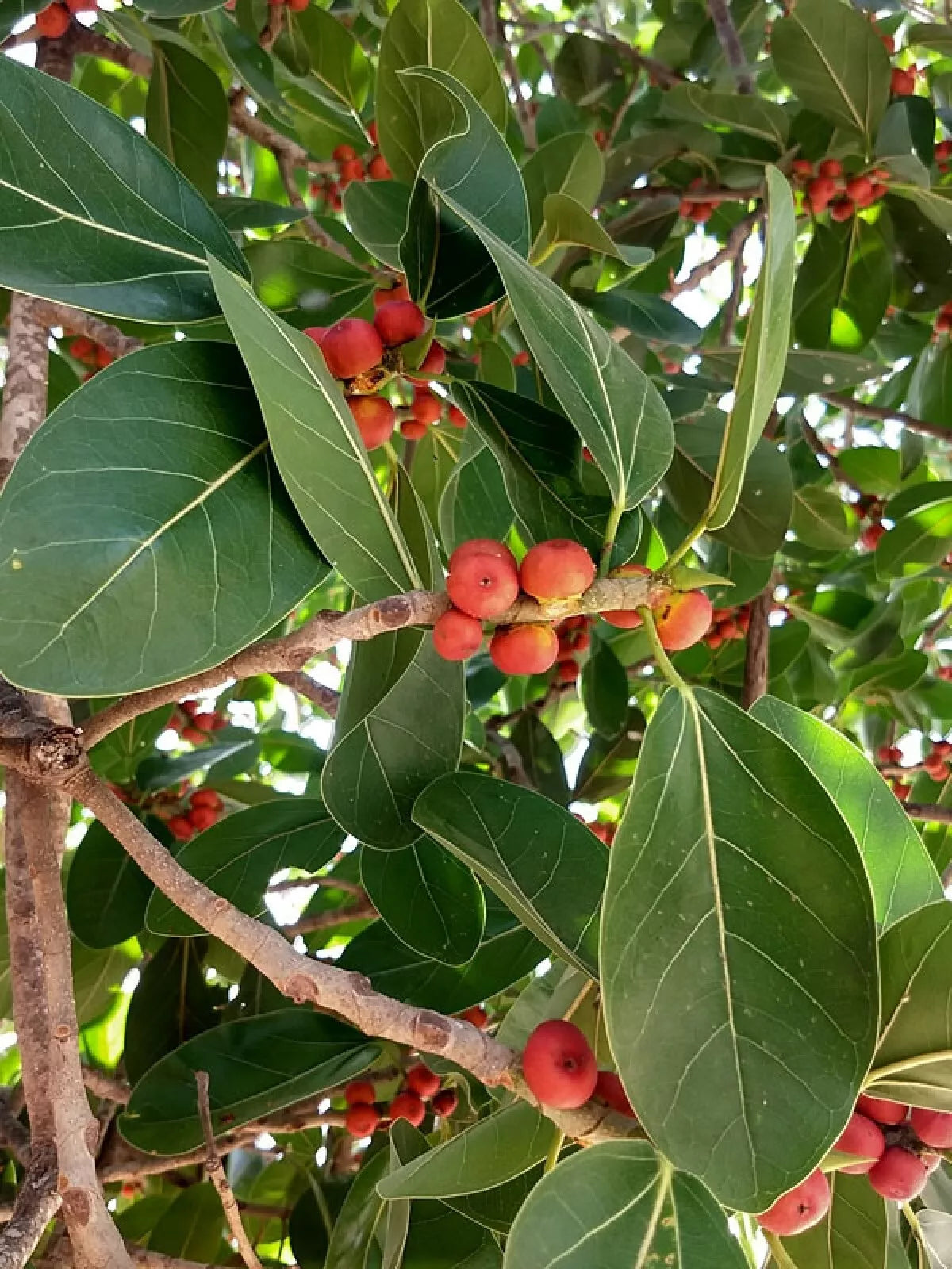 Banyan Fig Seeds - 50+ Premium Ficus benghalensis Seeds for Indoor Gardening and Bonsai - High Germination Rate