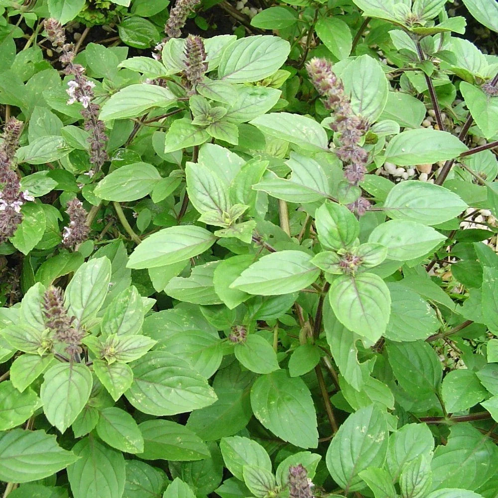 Live Rooted African Basil Plant 4" - Edible Herb for Cooking - Ocimum basilicum - Fragrant Culinary Addition