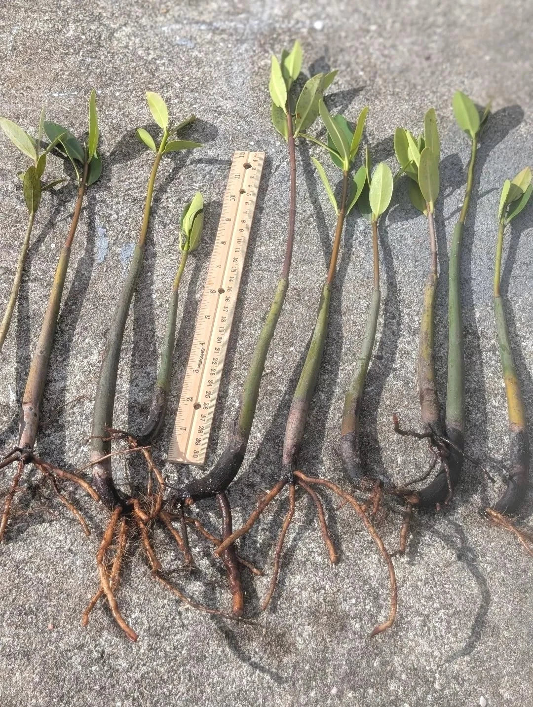 Live Red Mangrove Plants 5 Pack - Rooted with Leaves, Rhizophora mangle - Ideal for Coastal Gardens & Aquascaping