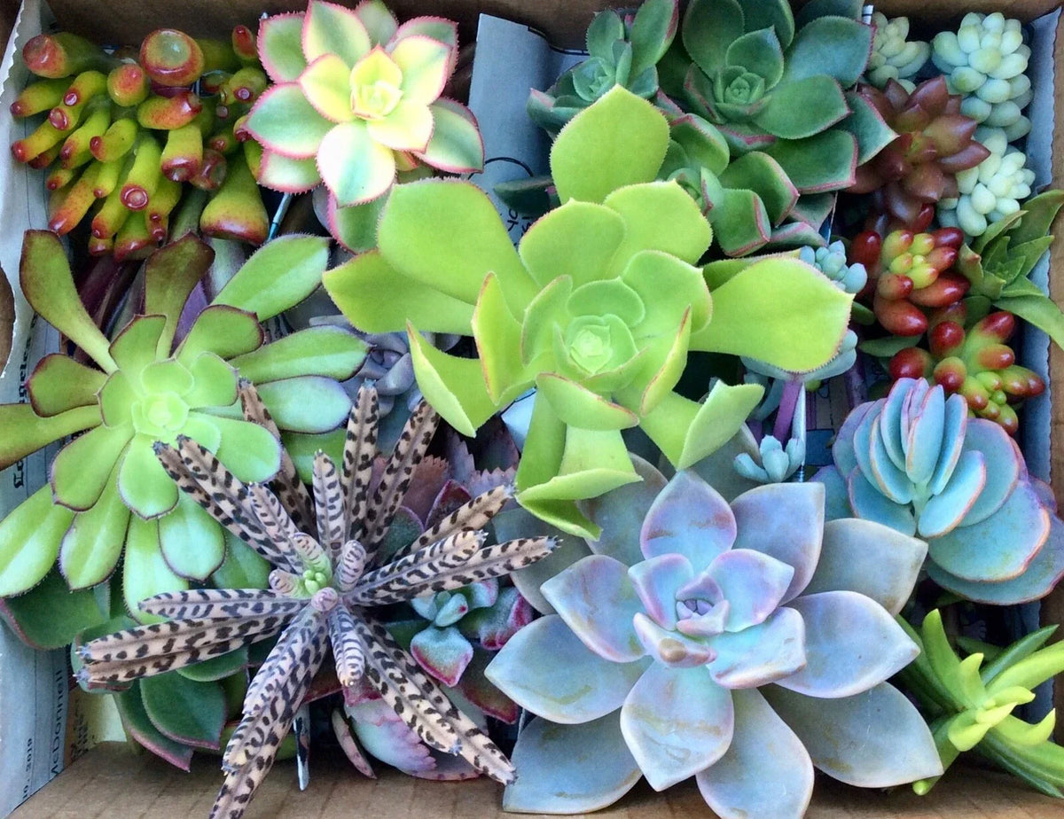 Assorted Succulent Cuttings - 55 Variety Pack - Echeveria, Sedum, Graptopetalum - Ideal for DIY Projects & Plant Lovers
