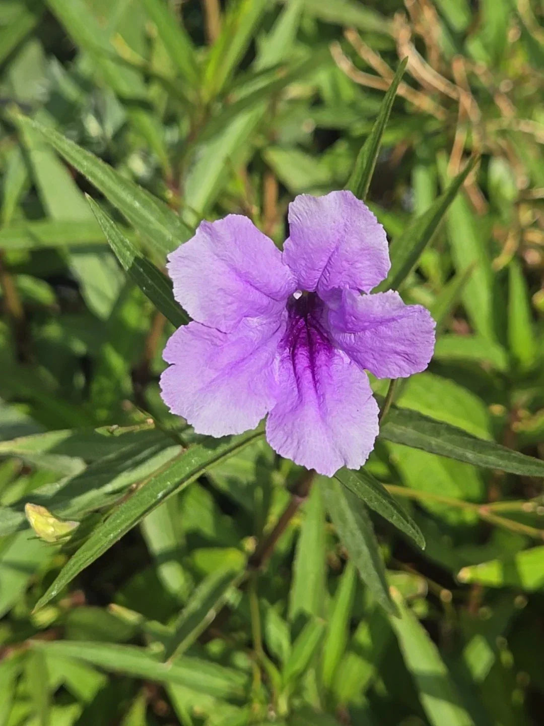 Mexican Petunia Cuttings - 6 Organic Purple Flower Plants - Ruellia brittoniana - Perennial for Borders and Ground Cover