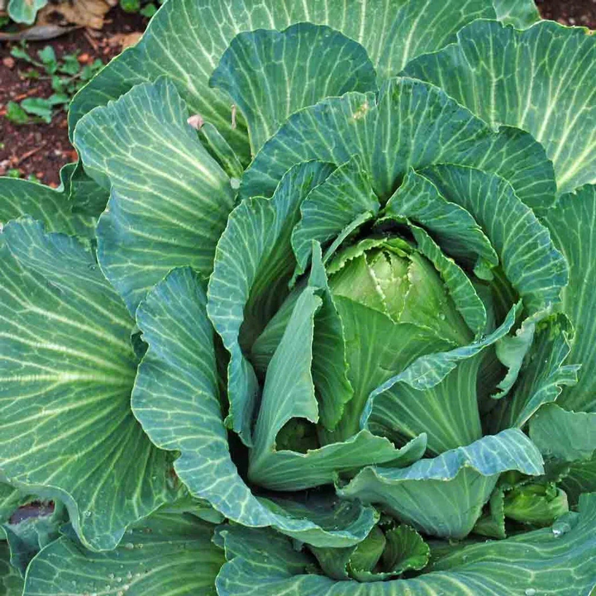 Cabbage Seeds - 800+ Heirloom Early Jersey Wakefield - Non-GMO - Brassica oleracea var. capitata - Fresh Gardening Seeds