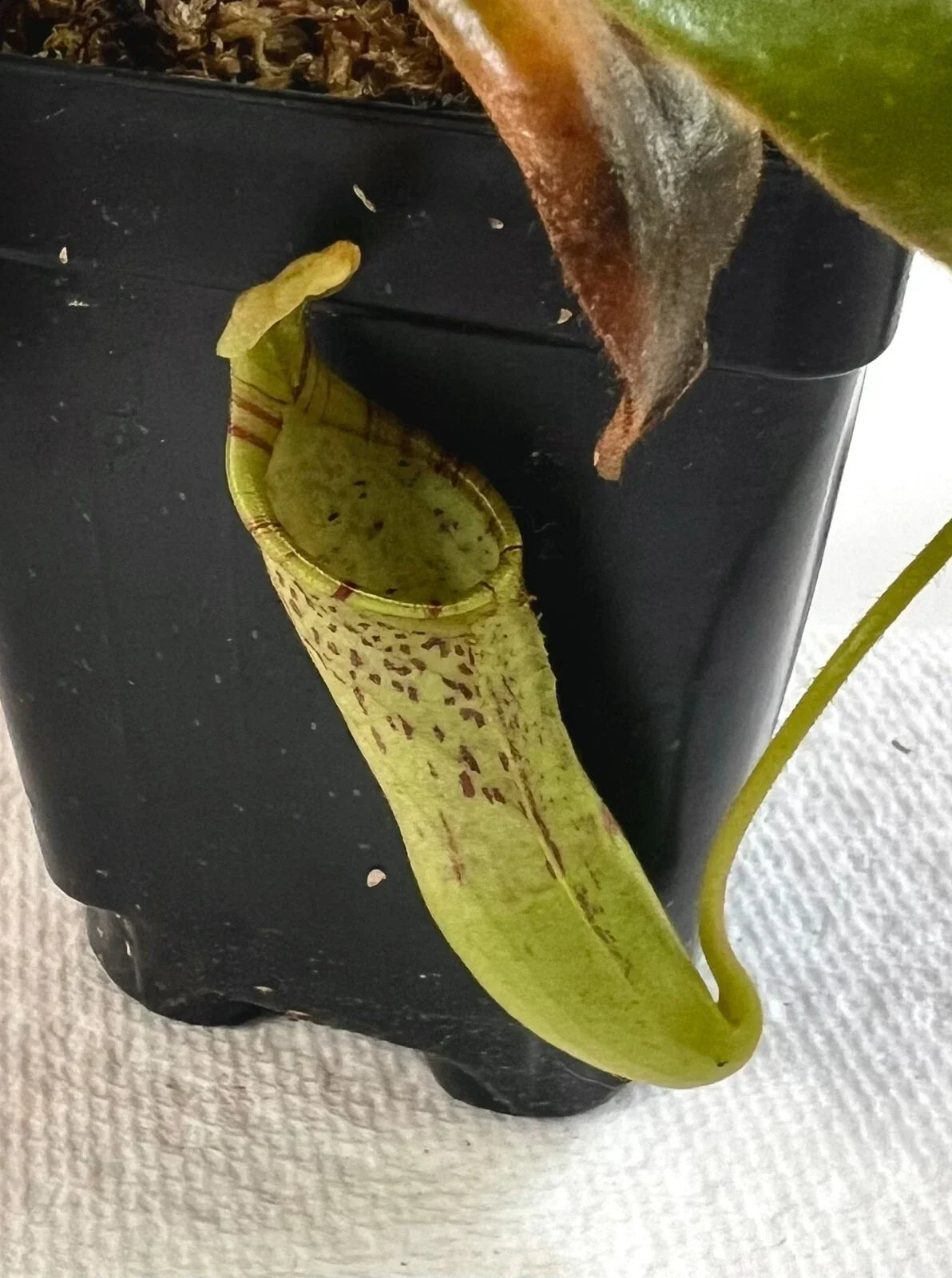 Nepenthes Epiphytica x Mollis - 4-Inch Exotic Pitcher Plant - Tropical Carnivorous Plant for Terrarium or Indoor Garden