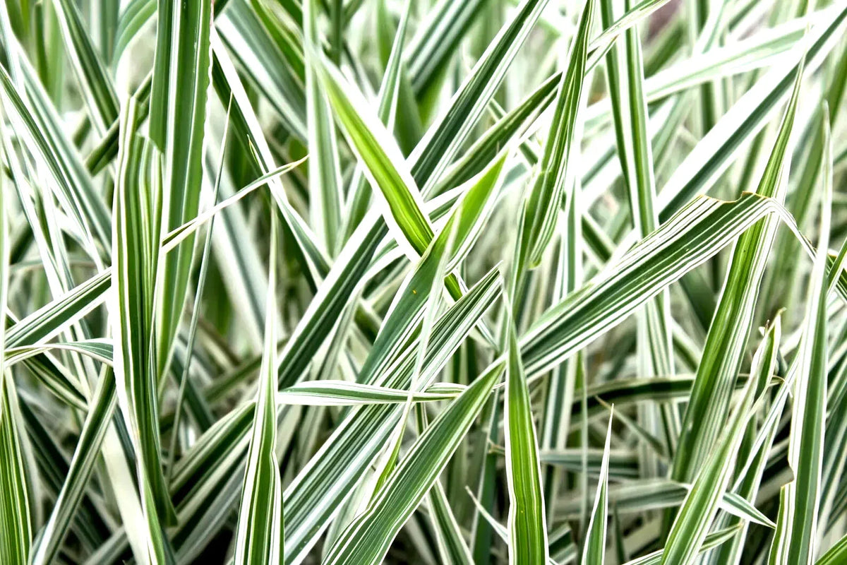 Ribbon Grass Plants - 10 Root Divisions - Strawberry & Cream - Phalaris arundinacea - Hardy Sun or Shade Ground Cover