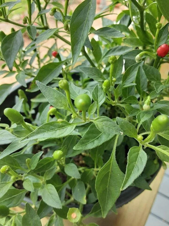 Wild Chile Pequin Seeds 25+ Count, Chiltepin, Capsicum annuum var. glabriusculum, Spicy Peppers for Gardening