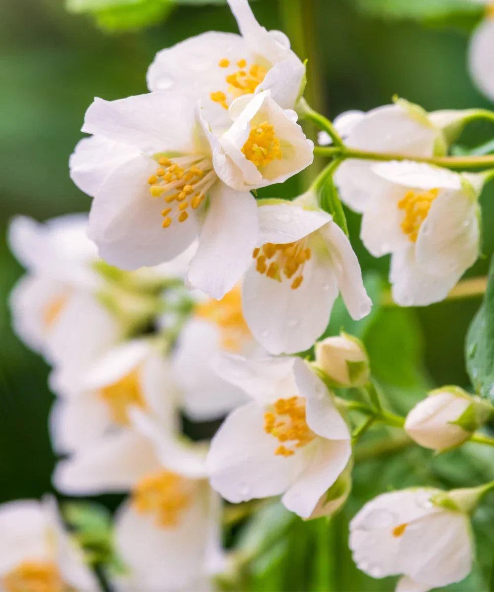 Sweet Mock Orange Cuttings - 10 Fresh Unrooted Cuttings for Rooting - Philadelphus coronarius - Fragrant Garden Shrub