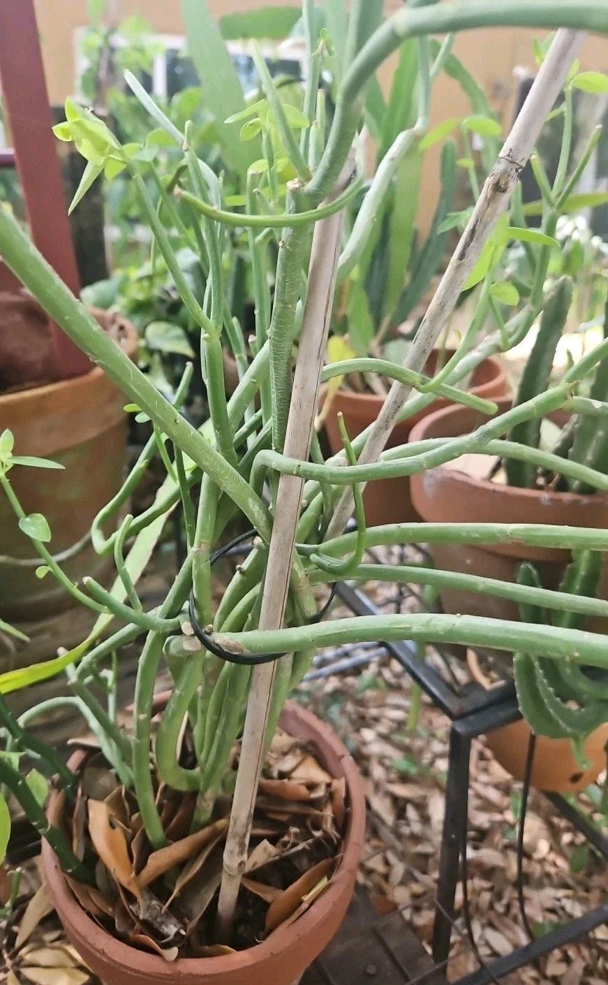 Euphorbia Cuttings - 3 Easy to Root 5-Inch Cuttings - Unusual Brazilian Species - Euphorbia lupulina