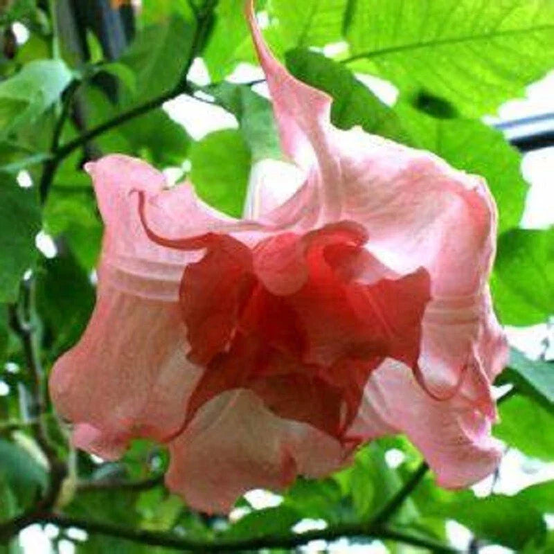 10 Strawberry Milk Angel Trumpet Seeds - Brugmansia Datura - Pink Flower Seeds for Garden Planting, Summer Blooms