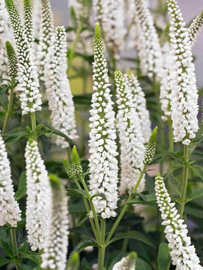 White Veronica Seeds - 100 Pack - Speedwell Royal Candle Perennial Flower - Veronica spicata - Drought-Tolerant Pollinator Attractor