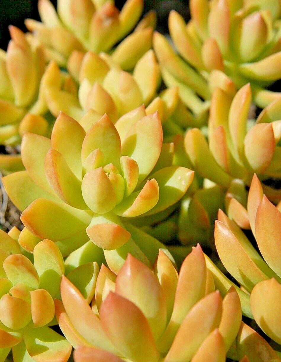 Golden Sedum 4" Potted Plants - Sedum Adolphii - 2 Pack - Low Maintenance Succulent - Vibrant Golden Foliage