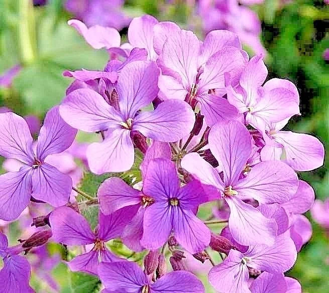 Evening Scented Stock Seeds - 1001+ Clove Perfume - Matthiola longipetala - Fragrant Summer Garden & Container Plant
