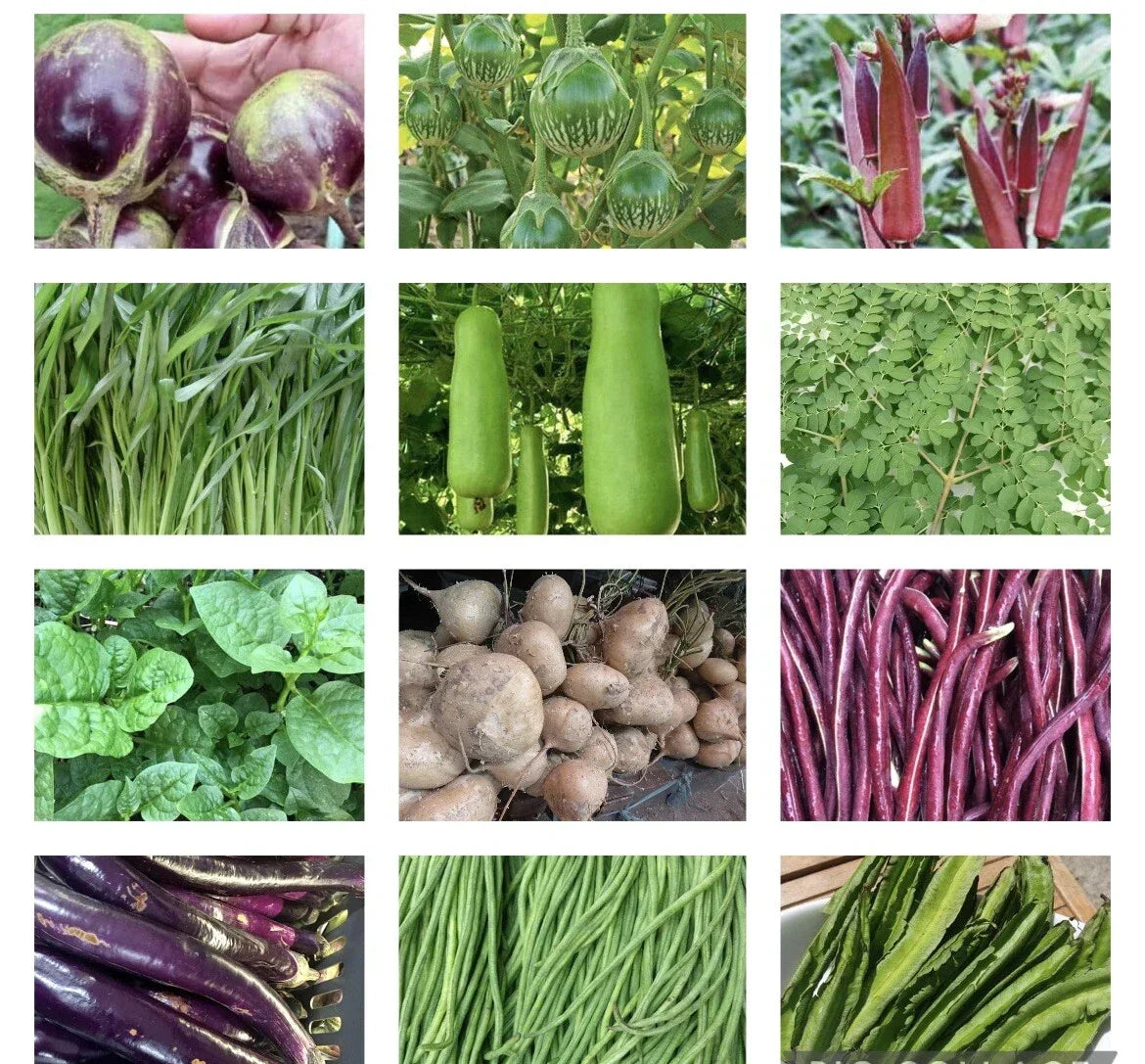 Asian Vegetable Seeds Set of 20 Packets, Non-GMO Heirloom Mix for Planting, Various (Asian Vegetable Mix)