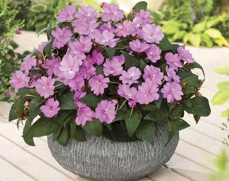 Busy Lizzy Seeds 100 Count, Impatiens Sun & Shade Sea Shell GL, Non-GMO, Impatiens walleriana