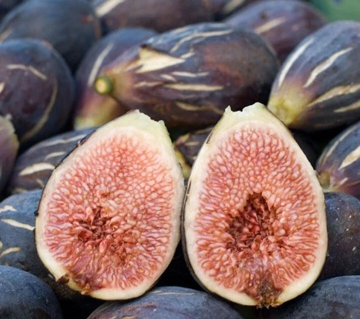 Fresh Cut Fig Plant Cuttings - LSU Purple - Ficus carica - Three Healthy Live Cuttings for Home Gardens and Patios
