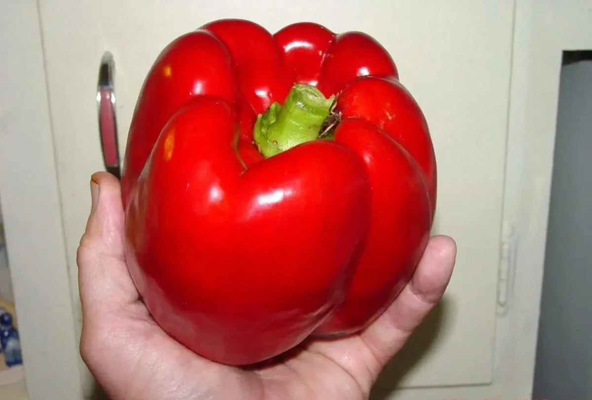 Giant Red Bell Pepper Seeds - 30+ Heirloom Organic Non-GMO - Capsicum annuum - Sweet Peppers for Home Gardening