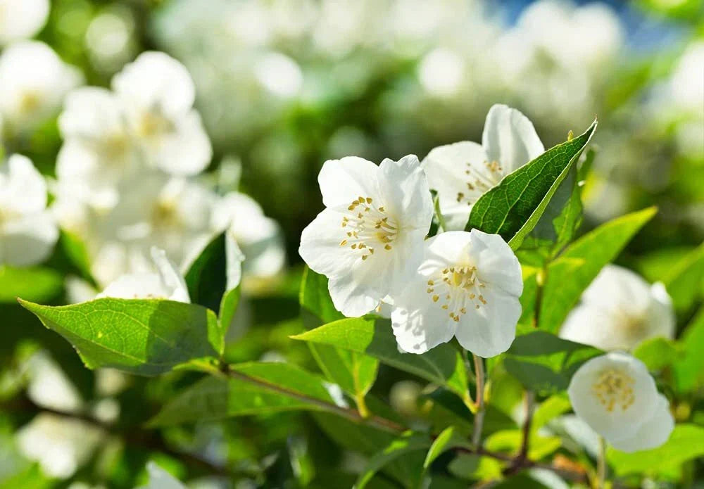 Bonsai Tree Seeds - 25 Seeds - White Jasmine - Vibrant White Flowers - Jasminum polyanthum - Easy to Grow, Compact Variety