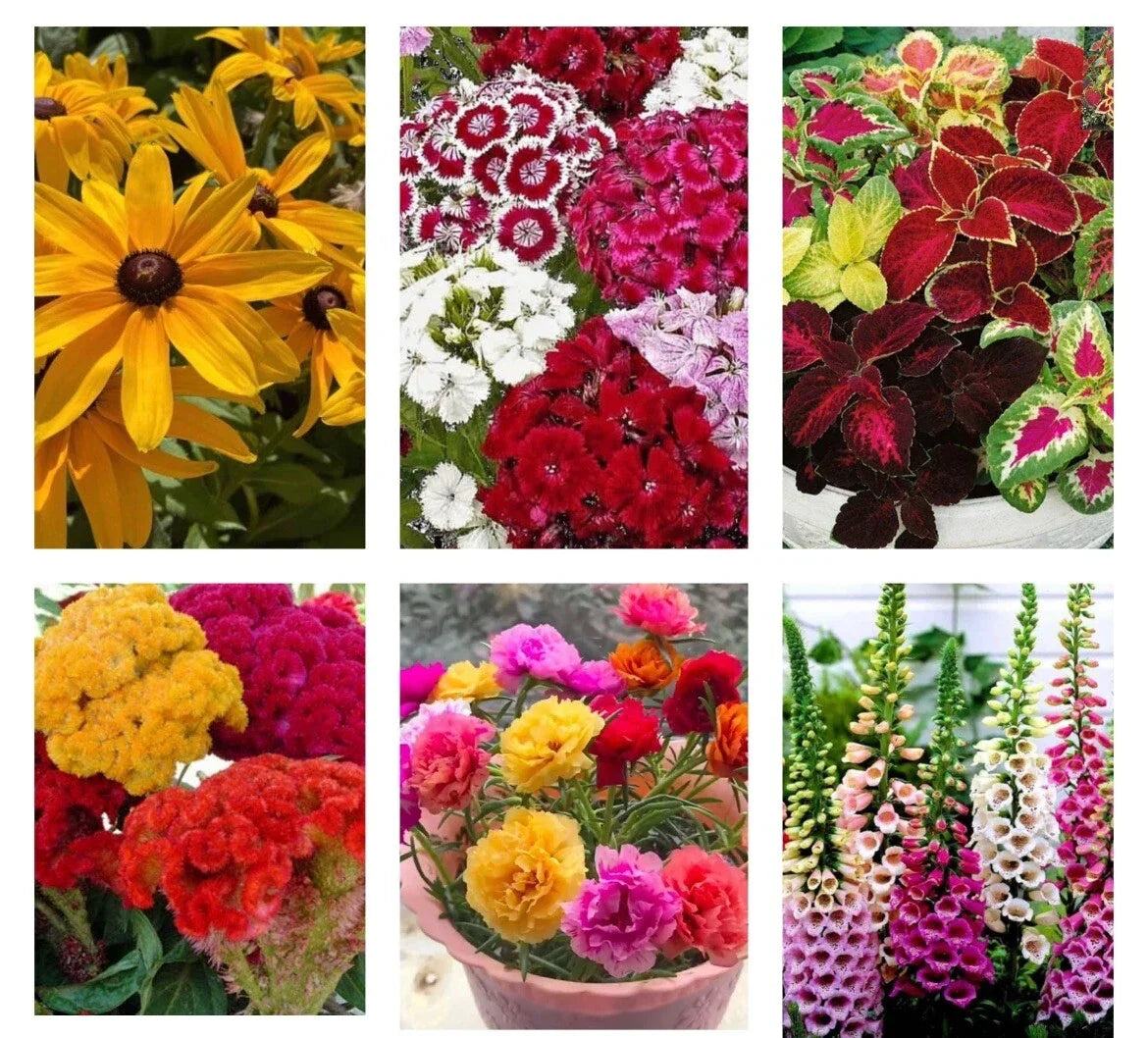 6 Variety Seed Pack - Flower Seeds for Garden - Moss Rose, Black-eyed Susan, Cockscomb, Coleus, Foxglove, S. William