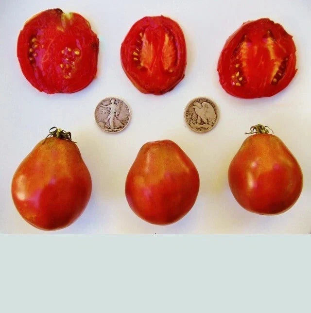 Japanese Black Trifele Tomato Seeds - 25 Heirloom Seeds - Solanum lycopersicum - Rich Flavor for Home Gardening