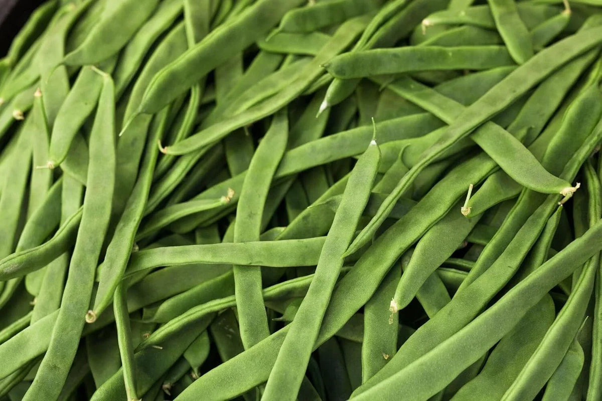 Romano Pole Bean Seeds - 20 Qing Bian Seeds - Phaseolus vulgaris - Climbing Variety for Vegetable Gardens