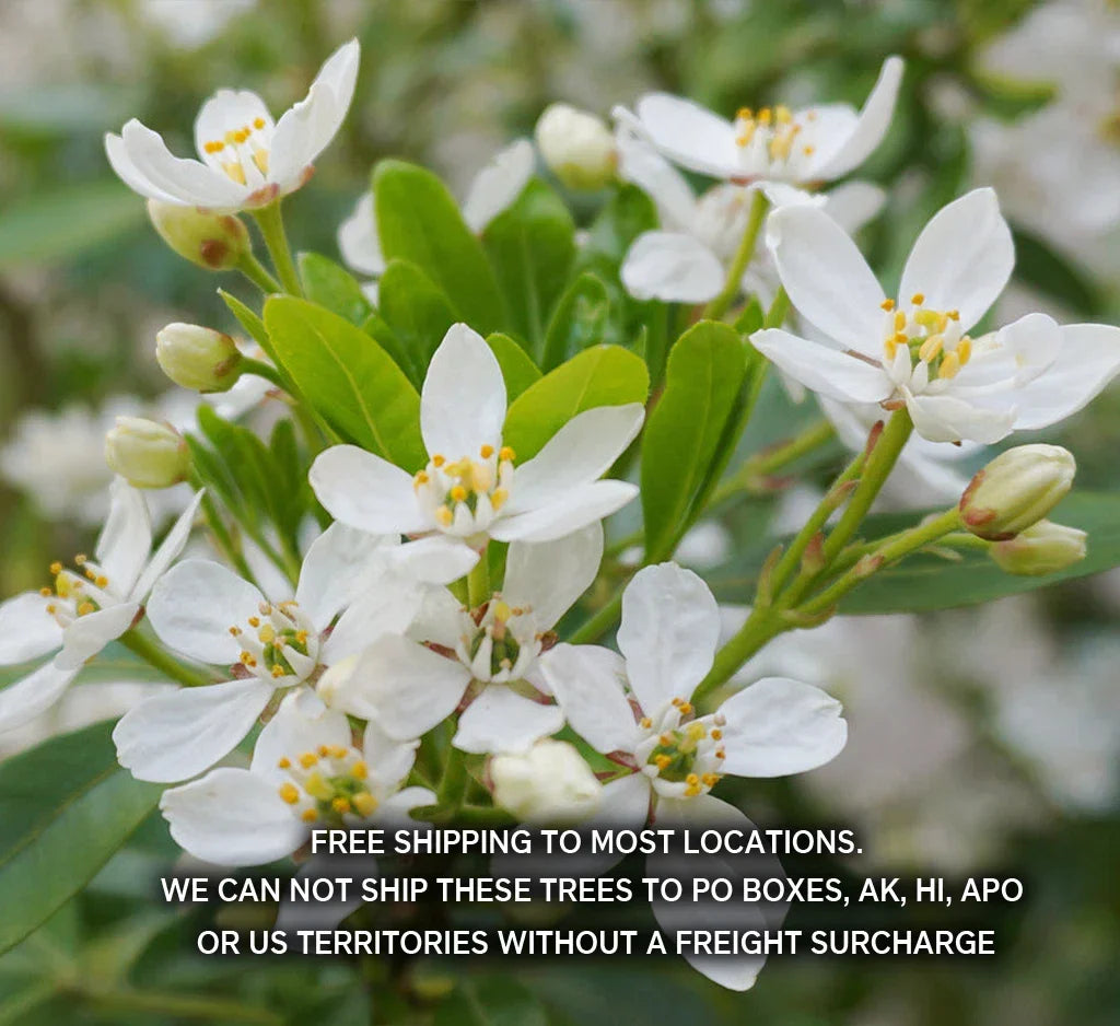Choisya Ternata Live Plant - Mexican Orange Blossom - 1 Gallon Pot - Fragrant Evergreen Shrub - Low Maintenance Garden Plant