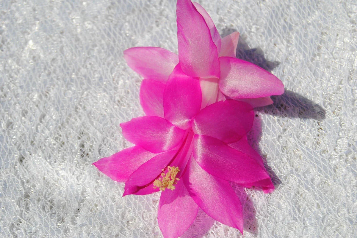 Christmas Cactus Starter Plant 4-Inch Pink Panther Schlumbergera Truncata Indoor Blooming Houseplant