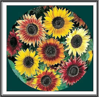 Sunflower Seeds Mix - 50+ Seeds - Crazy Mix with 15+ Varieties - Helianthus annuus - Easy to Grow, Vibrant Blooms