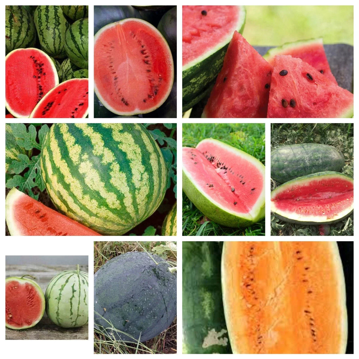 Watermelon Seeds Collection - 9 Heirloom Varieties, Non-GMO, Citrullus lanatus - Free Shipping