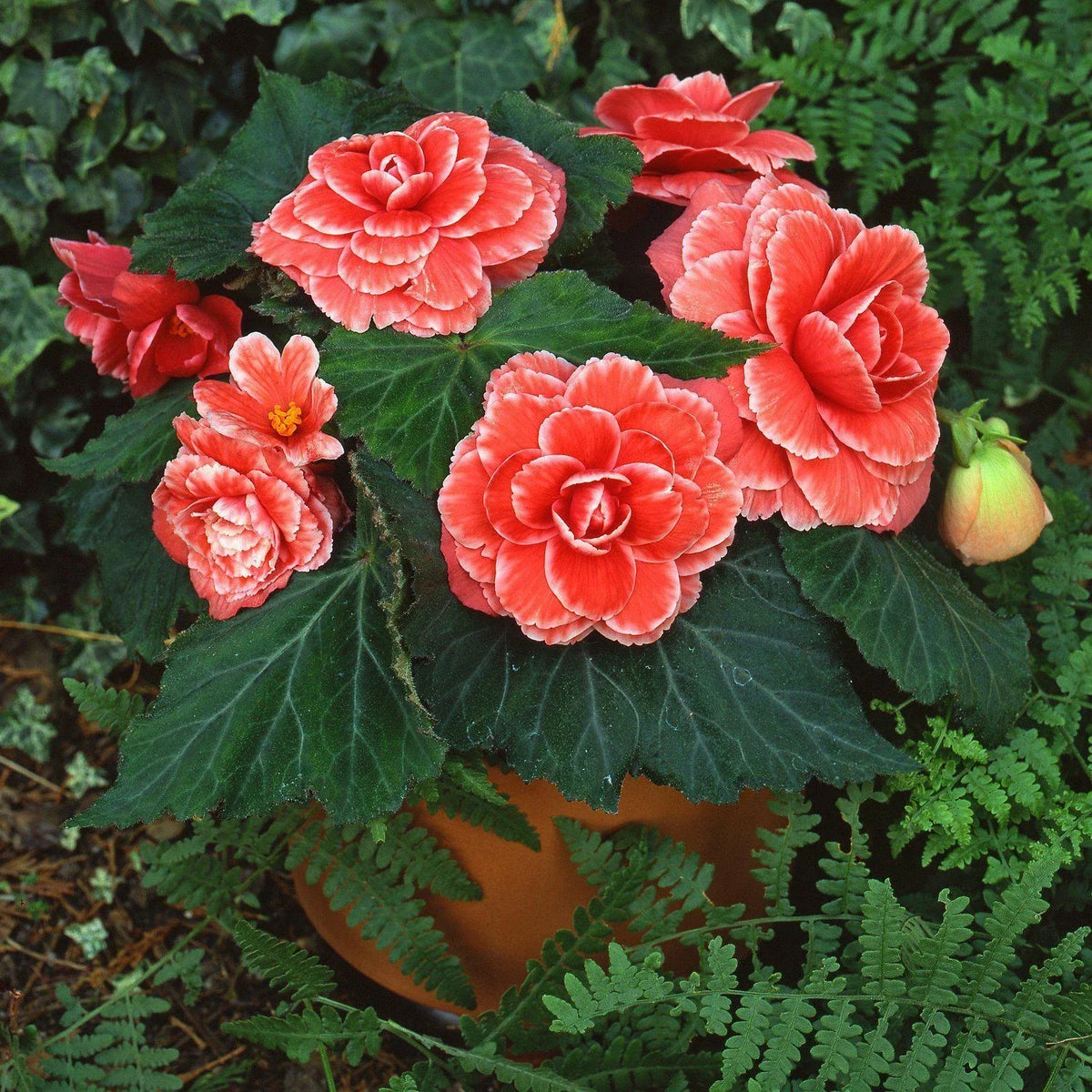 Begonia Seeds 500 Count Hot Tip Salmon, Begonia x tuberhybrida, Vibrant Pink Foliage for Indoor/Outdoor Gardening