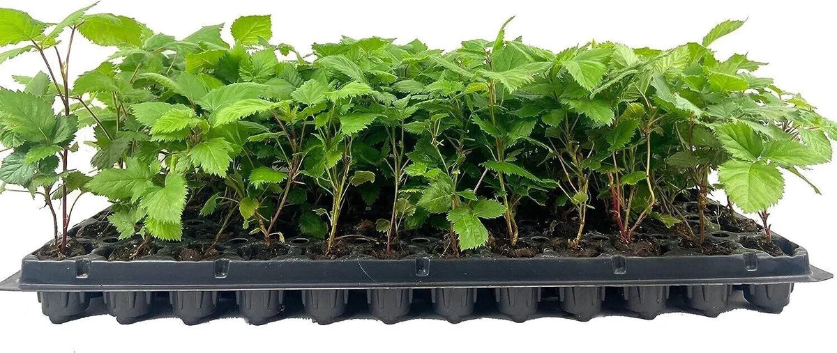 10 Bare Root Thornless Blackberry Plants Apache Variety (Rubus fruticosus × Rubus idaeus) Fruit Starter Shrubs for Garden
