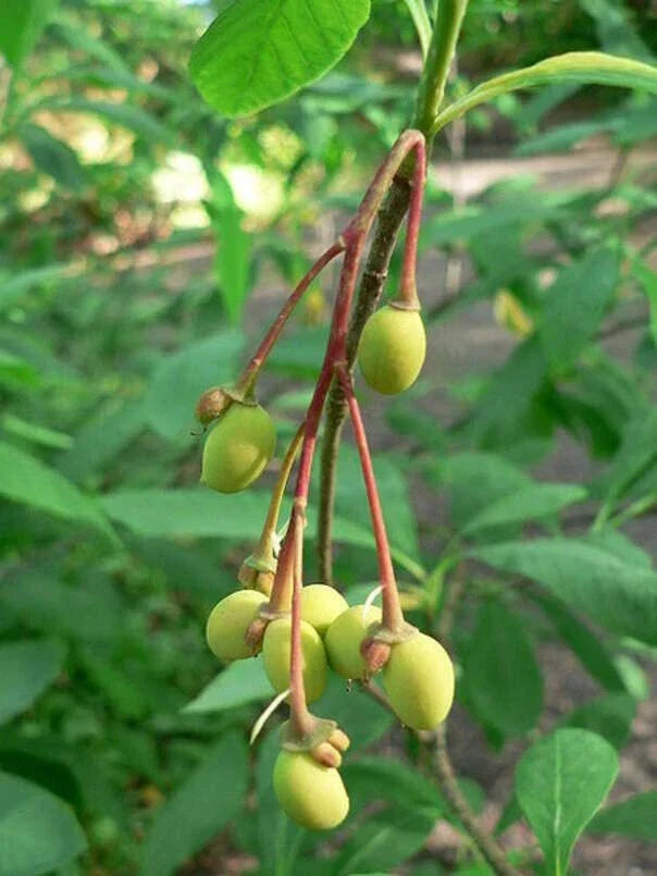 Indian Plum Tree Seeds - 30 Pack - Oemleria cerasiformis - Native Edible Fruit Seeds for Garden Planting