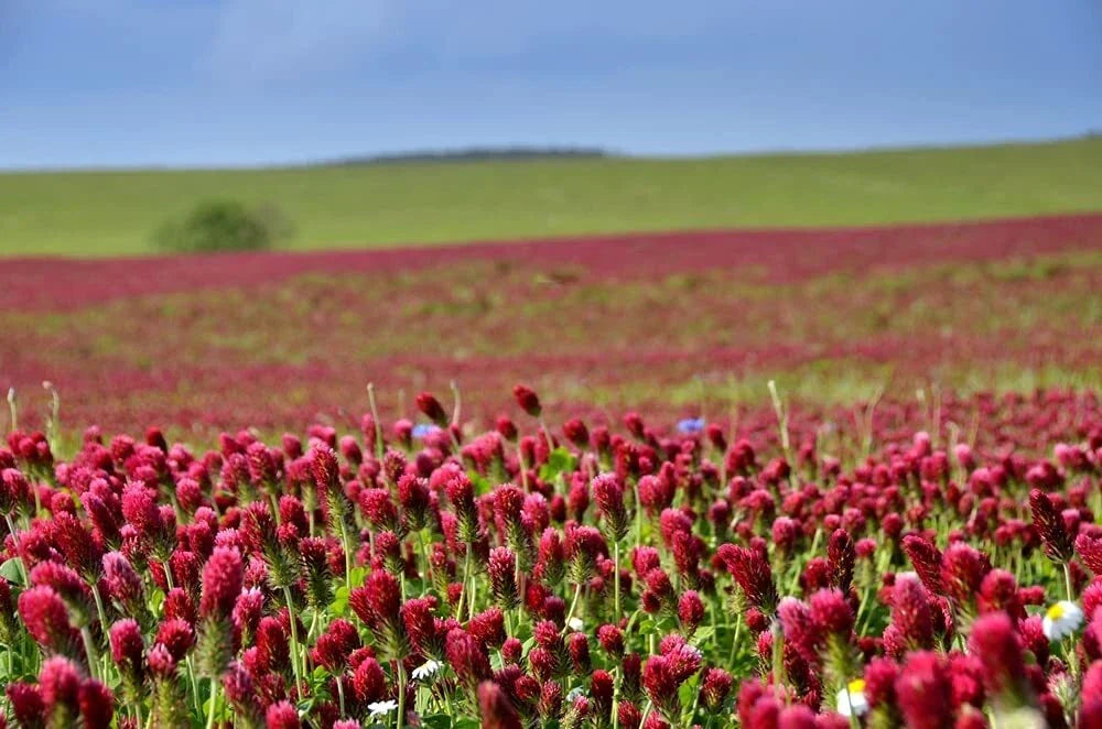 Crimson Clover Seeds 1 lb - Organic Non-GMO Cover Crop - Trifolium incarnatum - Deep Red Flowers for Soil Health