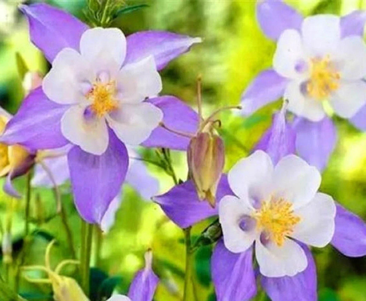 Blue Columbine Seeds - 100+ Perennial Flower Seeds - Aquilegia caerulea - Easy to Grow, Attracts Butterflies