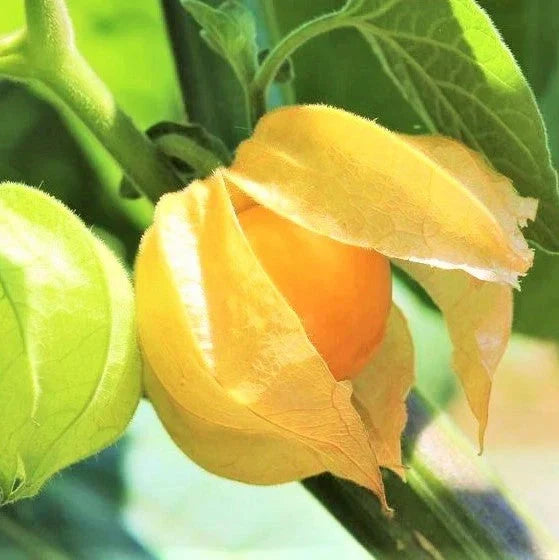 Strawberry Ground Cherry Seeds - 200+ Count - Orange Yellow - Physalis pruinosa - Ideal for 2025 Planting